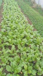 Navets primeurs magnifiques